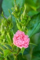 Pink Grootendorst